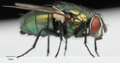 Lucilia sericata