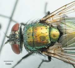 Lucilia sericata