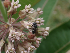 Megachile campanulae