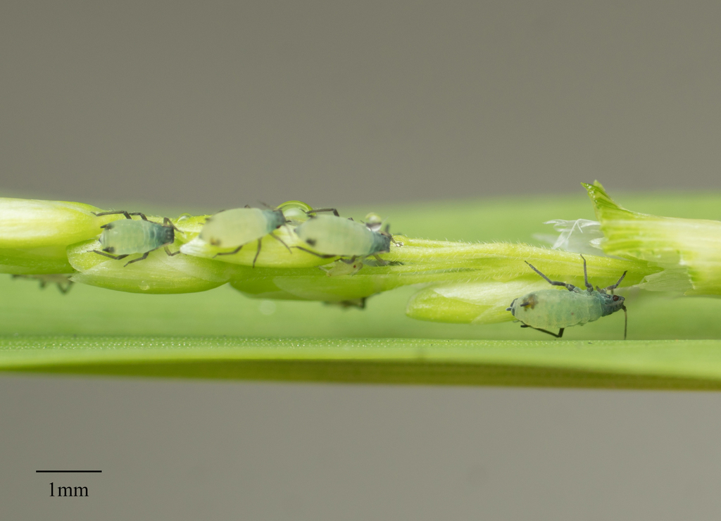 corn leaf aphid