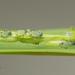 Corn Leaf Aphid - Photo no rights reserved, uploaded by Jesse Rorabaugh