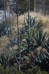 Agave