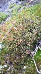 Ceratodon