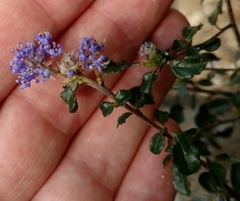Ceanothus foliosus foliosus