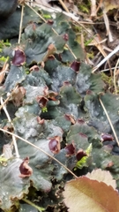 Peltigeraceae