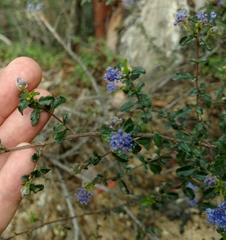 Ceanothus foliosus foliosus