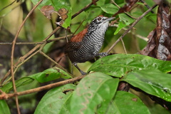 Cantorchilus semibadius