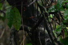 Cantorchilus semibadius