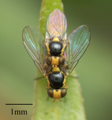 Agromyzidae