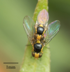 Agromyzidae