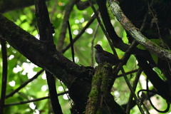 Cantorchilus semibadius