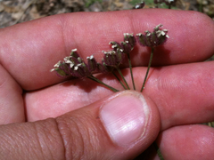 Anthriscus caucalis