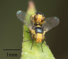 Agromyzidae