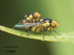 Agromyzidae