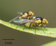 Agromyzidae
