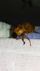 Cyclocephala lunulata