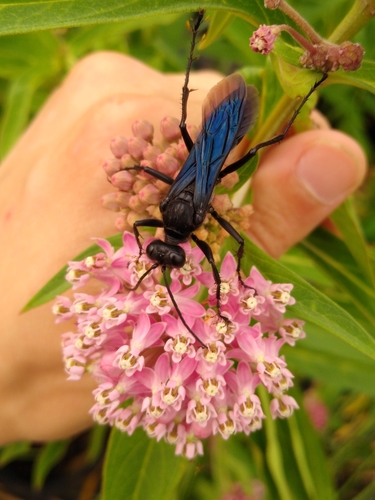 Great Black Digger Wasp, Falcon Heights, MN, USA, photo 8 of 10