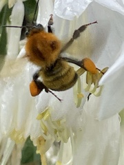 Bombus diversus