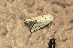 Grotella binda