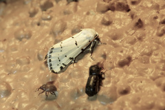 Grotella binda