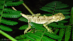 Enyalius iheringii