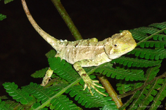 Enyalius iheringii