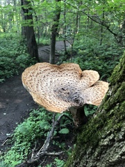 Cerioporus squamosus