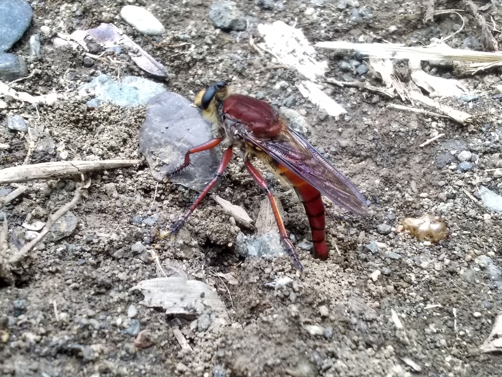 Proctacanthus nigrimanus
