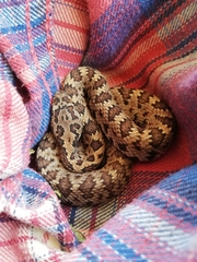 Crotalus stejnegeri