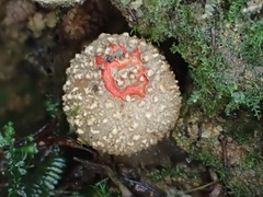 Calostoma japonicum