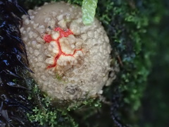 Calostoma japonicum