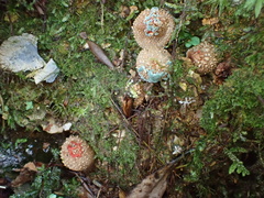 Calostoma japonicum