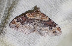 Xanthorhoe spadicearia