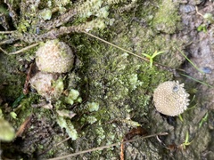 Calostoma japonicum
