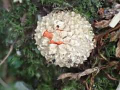 Calostoma japonicum