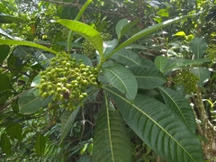 Psychotria grandis