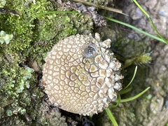 Calostoma japonicum