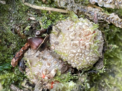 Calostoma japonicum