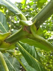 Psychotria grandis