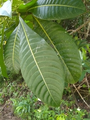 Psychotria grandis