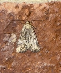 Mesoligia furuncula