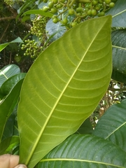 Psychotria grandis