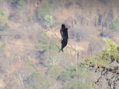 Quiscalus mexicanus