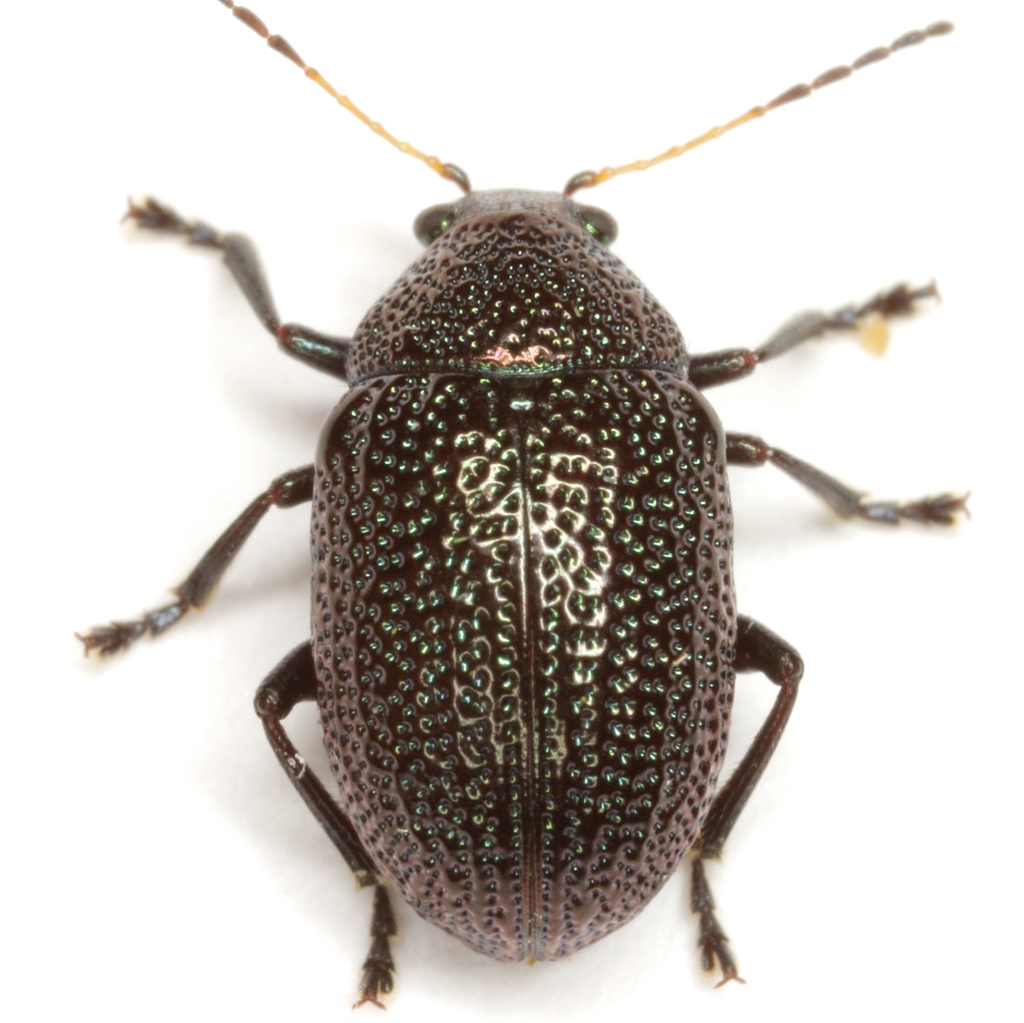Texas Milkvine Colaspis