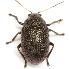 Colaspis brownsvillensis