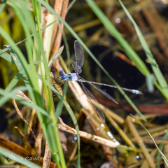 Lestes sigma