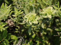 Salix humilis tristis