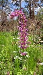 Agastache pallidiflora