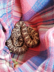 Crotalus stejnegeri