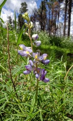 Lupinus neomexicanus